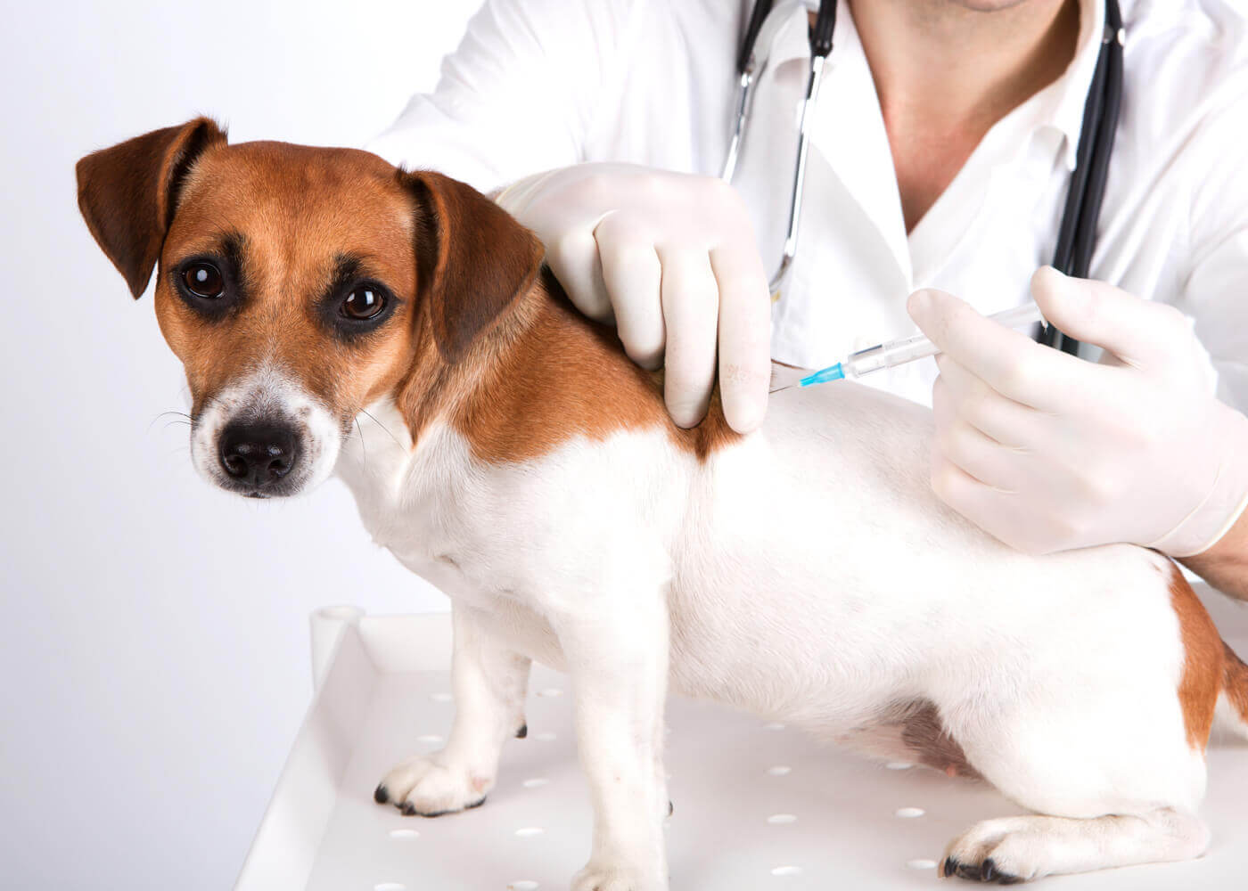 Maggio, il mese delle vaccinazioni: l'importanza di proteggere i nostri cani