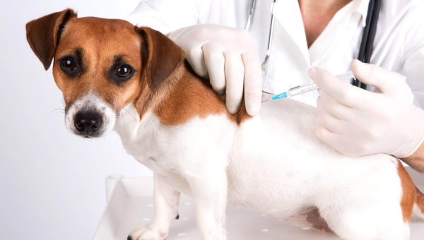 Maggio, il mese delle vaccinazioni: l'importanza di proteggere i nostri cani