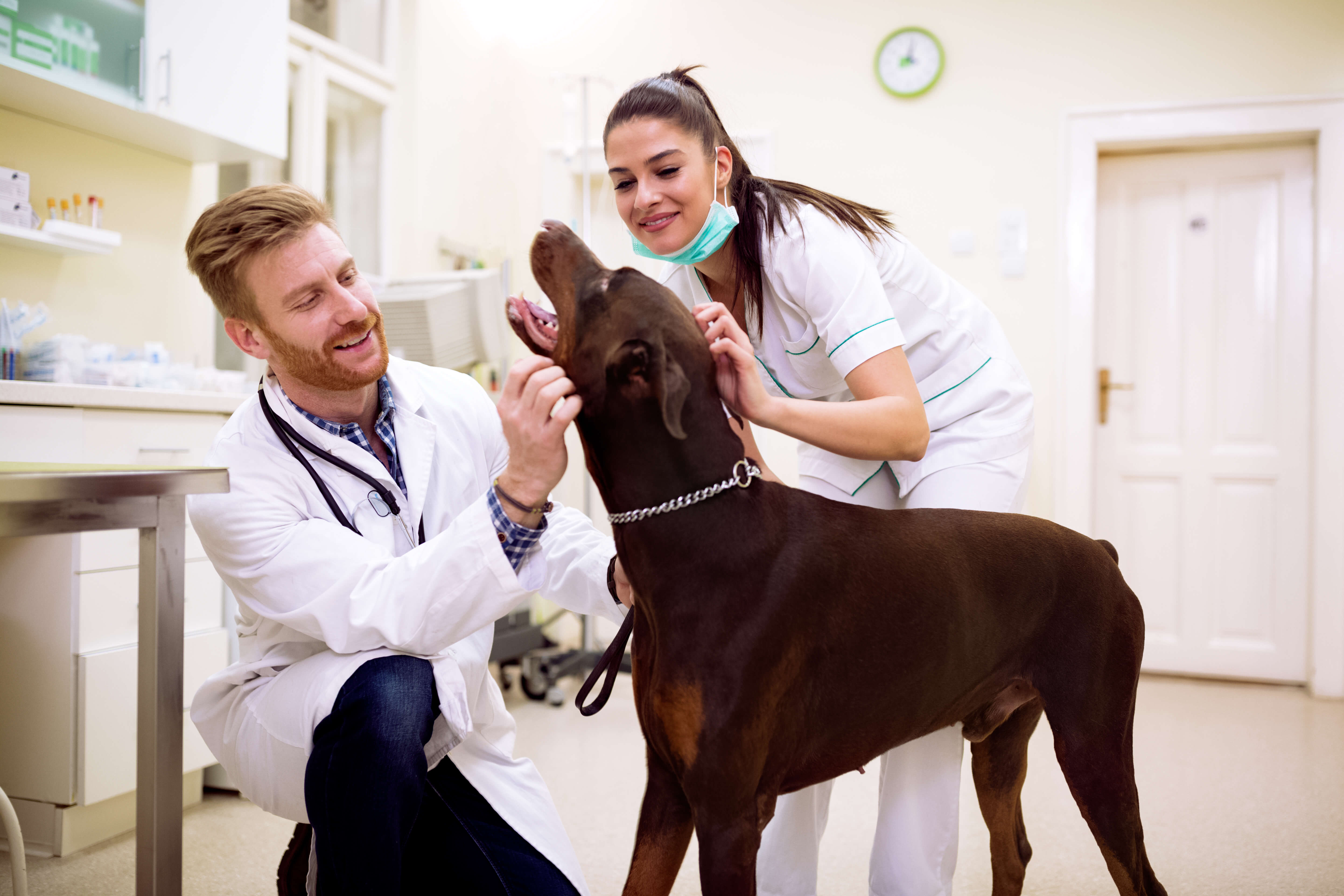 Introduzione Veterinario