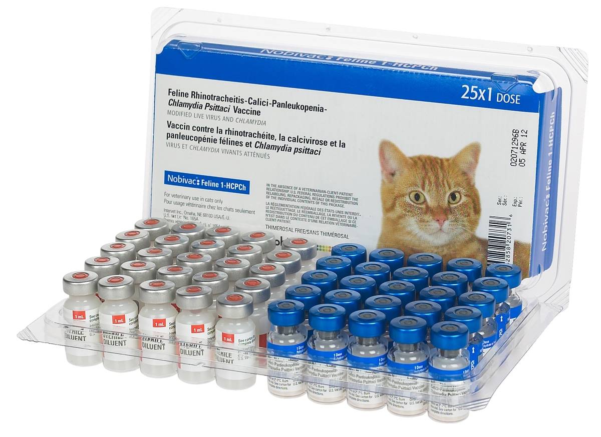 Vaccinazioni raccomandate per Gatti: