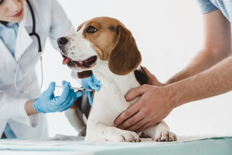 Importanza delle vaccinazioni per gli animali domestici: