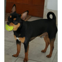 attila_chihuahua_cerco_casa