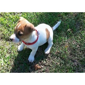 bella_jack_russell_cerca_casa