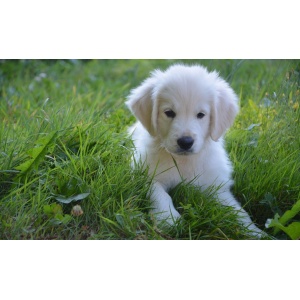 luna_golden_retriever_cerca_casa